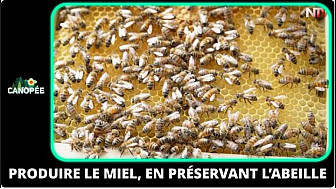 TV Locale Nantes Cordemais - Produire le miel, en préservant l’abeille !