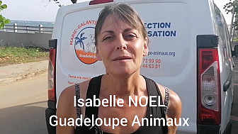 Des chiens créoles adoptés en France hexagonale.