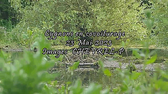 Basse vallée de la SEULLES. Cygnons en covoiturage