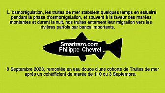 Cohorte de Truites de mer. Septembre 2023