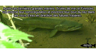 Elles sont de retour.