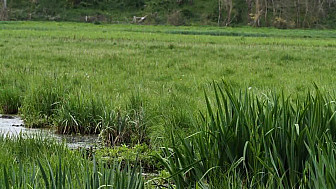 Le long bec emmanché d'un long cou
