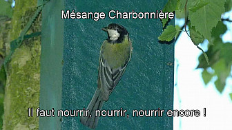 MESANGES CHARBONNIERES