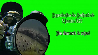 REPRODUCTION TARDIVE DES TRUITES FARIO