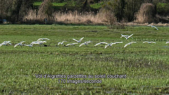 Vol d'Aigrettes garzettes au soleil couchant