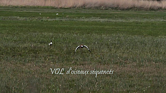 Vol d’oiseaux séquencés