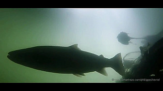 L'Approche...de la Pêche : TRM- Passion Migrateur avec Gaël Even. #TruiteDeMer #NoKill  #Pêche