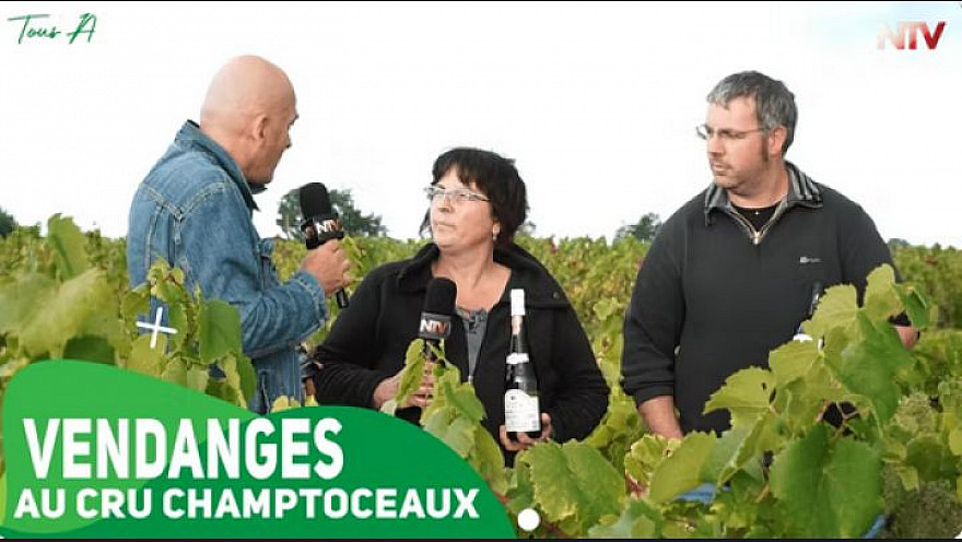 TV Locale Champtoceaux - Vendanges au Cru Champtoceaux