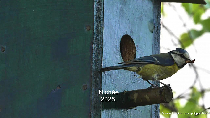 Mésange bleue 2025