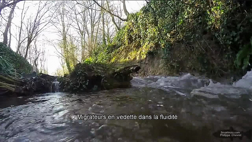 Migrateus IN FOCUS dans la fluidité