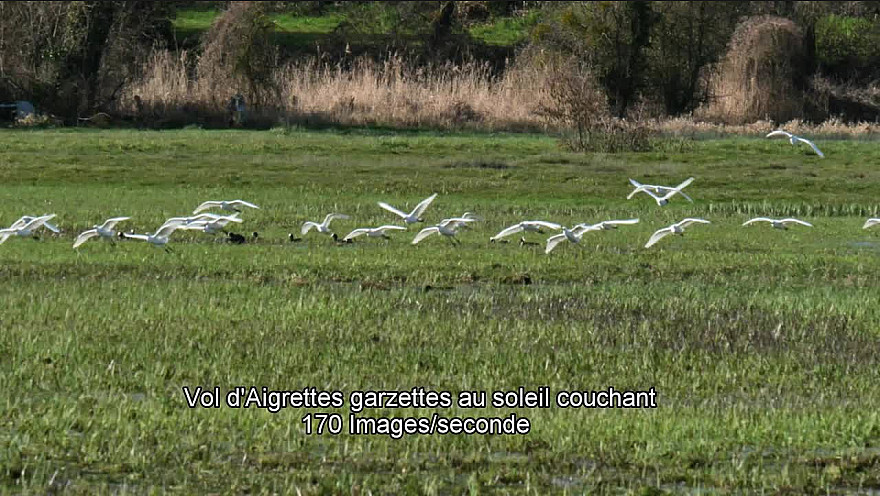 Vol d'Aigrettes garzettes au soleil couchant