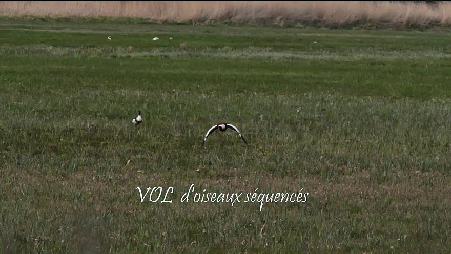 Vol d’oiseaux séquencés